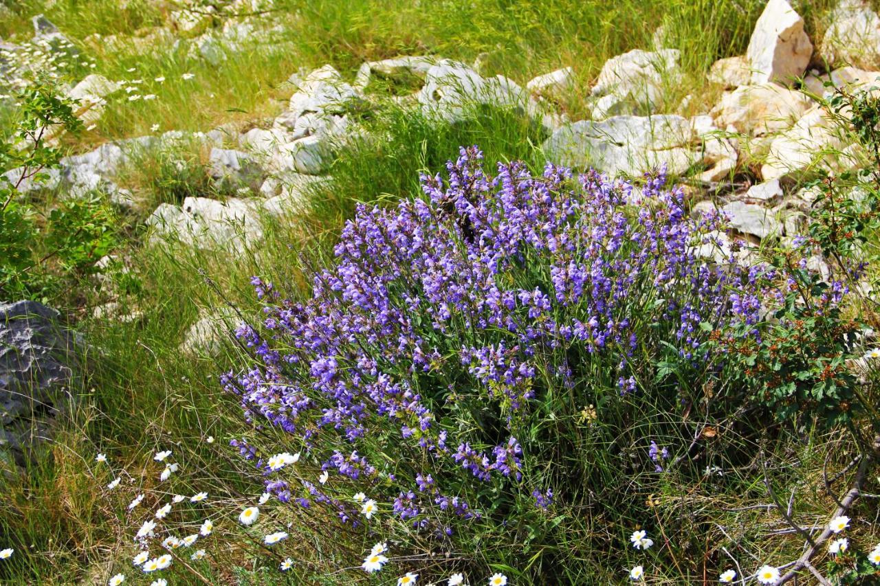 Vrsine Villa Zlatno Sunce In The Hills Near Trogir מראה חיצוני תמונה