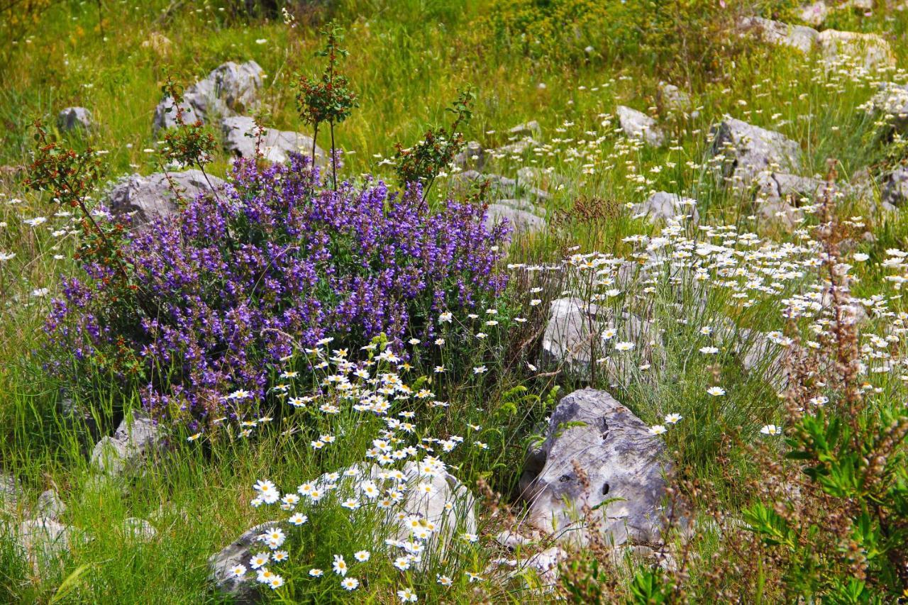 Vrsine Villa Zlatno Sunce In The Hills Near Trogir מראה חיצוני תמונה